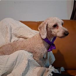 Cavapoo puppies from Velvet Paws Cavapoos