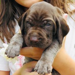 Josey Wales - Liver roan male German Shorthaired Pointer puppy in Redding, California from Macushla Kennel