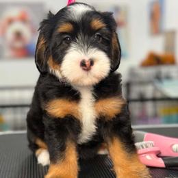 Blossom - Purple - Tri-color female Bernedoodle puppy in Yuciapa, California from AlltheDoodlez_