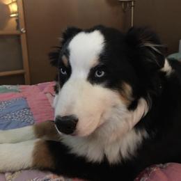 Australian Shepherds from Lickity Splits Mini Aussies
