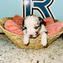 Blue Merle boy - Blue merle male Toy Australian Shepherd puppy in Oklahoma City, Oklahoma from Faith River Aussies