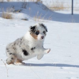 Miniature American Shepherd and Miniature Australian Shepherd Puppies from Back Country Aussies