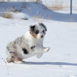 Miniature American Shepherd and Miniature Australian Shepherd Puppies from Back Country Aussies