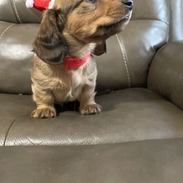 Dachshund Puppies from Doxie Gang