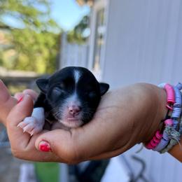 Dallas - Black & white female Toy Australian Shepherd puppy in North Lakeport, California from Wild Rose Ranch