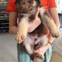 Yellow boy - Brown seal male German Shepherd puppy in Tipp City, Ohio from Urekar Haus