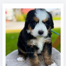 Stetson - Tri-color male Bernedoodle puppy in Syracuse, Utah from Redrockbernedoodles