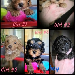 Cavapoo and Chihuahua Puppies from Kings Peak kennel