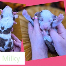 Milky - Merle female Goldendoodle puppy in Decatur, Tennessee from Diamond's Doodles