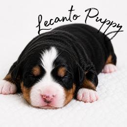 Padme - Tri-color female Bernese Mountain Dog puppy in Lecanto, Florida from Lecanto Puppy