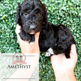 Amethyst - Black and white female Aussiedoodle puppy in Corydon, Indiana from Ridgeline Doodles