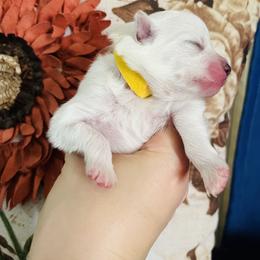Lizzi - White female Pomeranian puppy in St. Louis, Missouri from Saint Louis Pomeranian babies