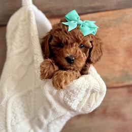 Bernedoodle and Poodle Puppies from Miranda’s Sunshine Poodles and Doodles