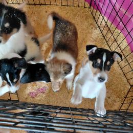 Frost Temp Hold - White male Collie puppy in St Stephens, Wyoming from Desert Kennels