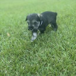 Miniature Schnauzer Puppies from Rebecca LeBoeuf