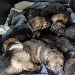 German Shepherd Puppies from Cintron K9