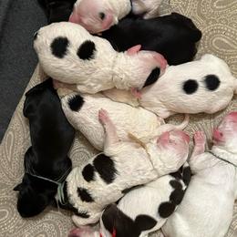 Sprite - Black and white female Portuguese Water Dog puppy in Weston, Idaho from Gro-T Kennels