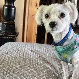 Maltese All Grown Up from AddaSiDanes
