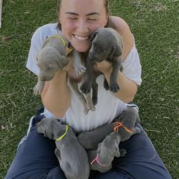 Weimaraners from Kennedy Weimaraners