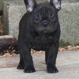 French Bulldogs from Dreamland French Bulldogs