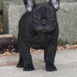 French Bulldogs from Dreamland French Bulldogs