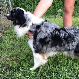 Miniature Australian Shepherds and Toy Australian Shepherds from Cedar Creek Aussies