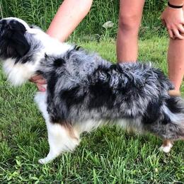 Miniature Australian Shepherds and Toy Australian Shepherds from Cedar Creek Aussies