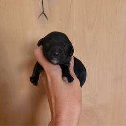 Sierra - Black and chalk female Australian Labradoodle puppy in Millville, California from Hope Lane Kennels