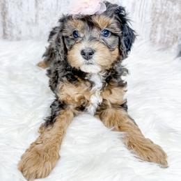 Bernedoodle, Cockapoo, and Goldendoodle Puppies from Danie’s Darling Doodles LLC