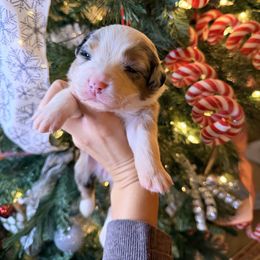 Orange Collar - Blue merle female Australian Shepherd puppy in Quinlan, Texas from Murphy Ranch Australian Shepherds