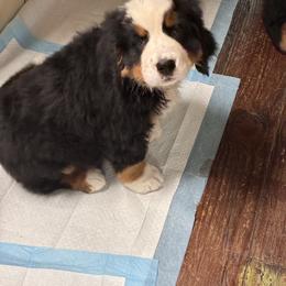 Bernedoodle and Bernese Mountain Dog Puppies from Aunt-T’s Australian Shepherds