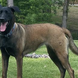 Belgian Malinois and xDutch Shepherds from Alliance K9