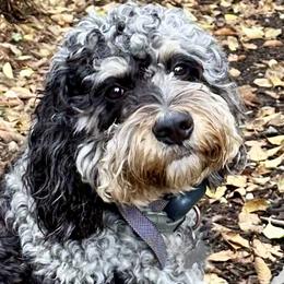 Bodie - Bernedoodle