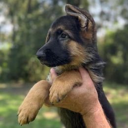 Jace - Black and tan male German Shepherd puppy in Florida from Best Shepherds