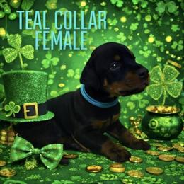 Penelope - Black and rust female Doberman Pinscher puppy in Wellington, Ohio from Jossie Doberman Pinschers