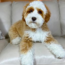 Fairytale Lane Roo - Australian Labradoodle