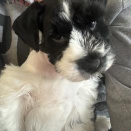 Miniature Schnauzer Puppies from Butterleaf Farms