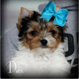 Dax - Parti male Yorkshire Terrier puppy in Warren, Michigan from Danielle's Yorkie & Shih Tzu Babies