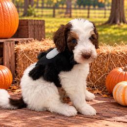 Green Boy - Brown and white male Bernedoodle puppy in The Woodlands, Texas from Gracie's Goldendoodles and Bernedoodles of The Woodlands