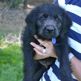 Labradoodles and Labrador Retrievers from Penny Church's Labradors & Labradoodles