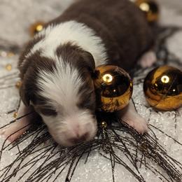 Australian Shepherd Puppies from Firelight Australian Shepherds