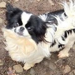 Cindy - Japanese Chin