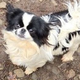 Cindy - Japanese Chin