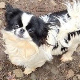 Cindy - Japanese Chin