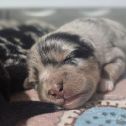 PLEAKLEY Blue merle (with tail) - Blue merle male Australian Shepherd puppy in Rainsville, Alabama from Chaparro Farm