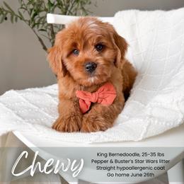 Chewy - Red male Bernedoodle puppy in South Jordan, Utah from Wonderful World Doodles