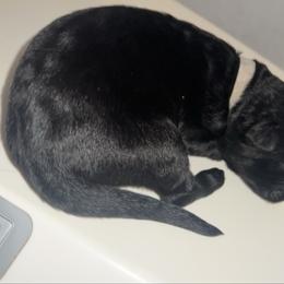 Rena - white collar   Guardianship home only - Black female German Shepherd puppy in Winterport, Maine from Vom Stevens Old Fashioned German Shepherds