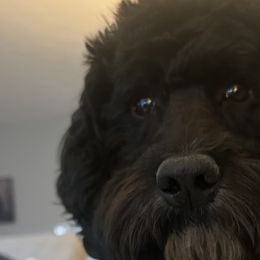 Cockapoos and Goldendoodles from Forest Creek Kennel