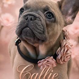 Callie - Blue fawn female French Bulldog puppy in Spanaway, Washington from Beloved Frenchies