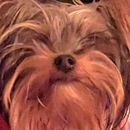 Max - Yorkshire Terrier
